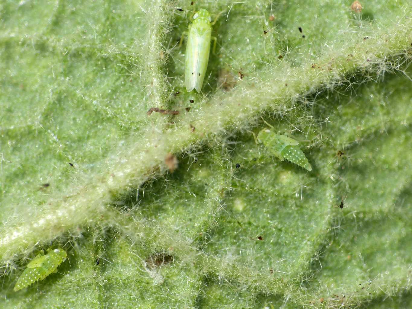 Empoasca sp.? su verbasco No. Micantulina stigmatipennis